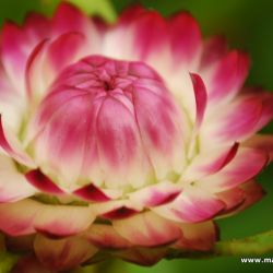 lalbagh flower show