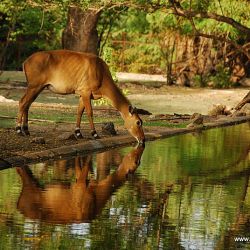 Nehru Zoological Park, Hyderabad