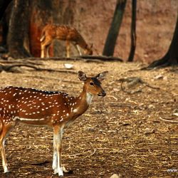 Nehru Zoological Park, Hyderabad