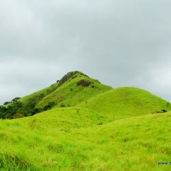Arasinamakki / Shingani gudda