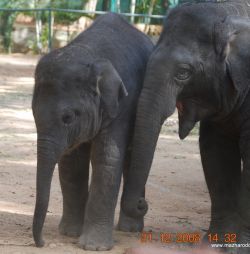 Bannerghatta National Park, Bangalore