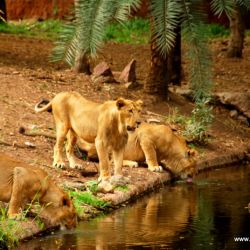 Nehru Zoological Park, Hyderabad