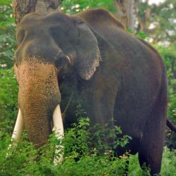 Bandipur National Park