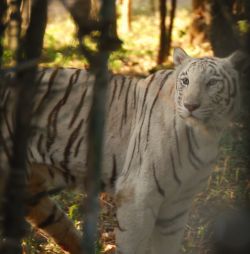 Bannerghatta National Park, Bangalore