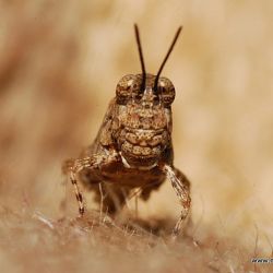 bugs and insect photography